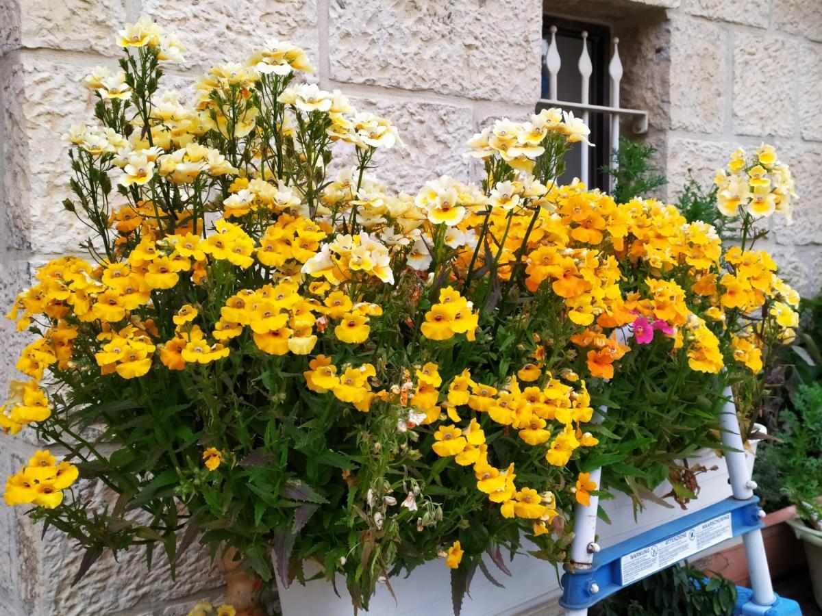 Cozy Garden Apartman Jeruzsálem Kültér fotó